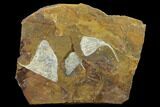 Fossil Ginkgo Leaf Plate - Morton County, North Dakota #132550-1